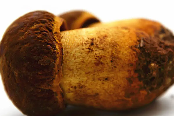 老虎頭是牛肝菌嗎 老虎頭是牛肝菌嗎