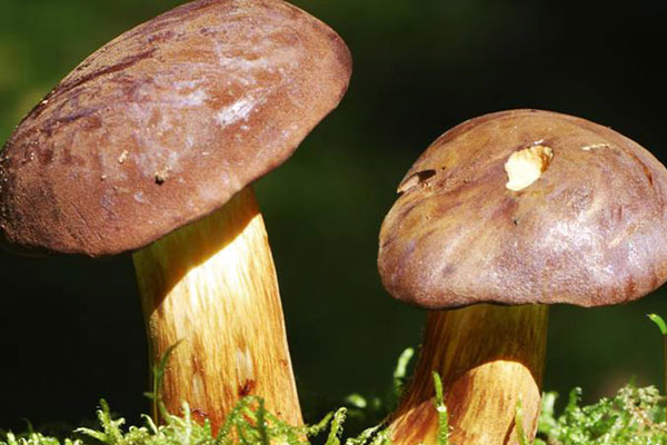 白牛肝菌能生吃嗎 白牛肝菌能生吃嗎