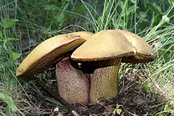 褐黃牛肝菌能吃嗎 褐黃牛肝菌能吃嗎