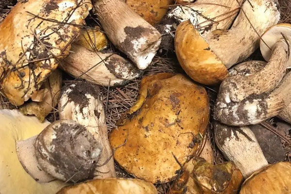 牛肝菌是白的好還是黃的好，黃癩頭是黃牛肝菌嗎