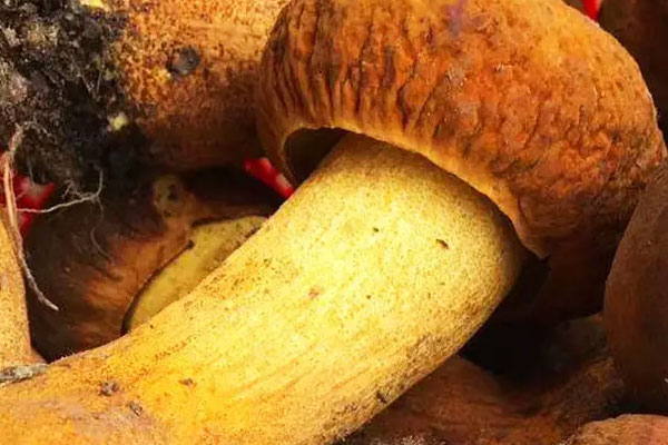 黃癩頭是不是黃牛肝菌 黃癩頭是不是黃牛肝菌