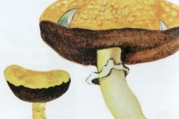 黃粉末牛肝菌能吃嗎，黃牛肝菌孕婦能吃嗎