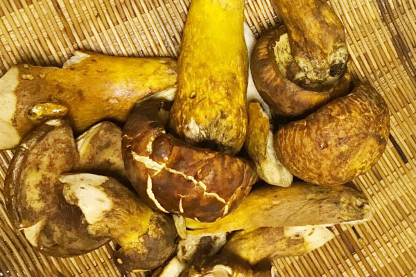 黃牛肝菌孕婦可以吃嗎 黃牛肝菌孕婦可以吃嗎