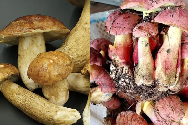 美味牛肝菌和紅蔥哪個煲湯好，炒牛肝菌的竅門