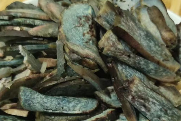 黑牛肝菌會不會變青，黑牛肝菌有藍色的嗎