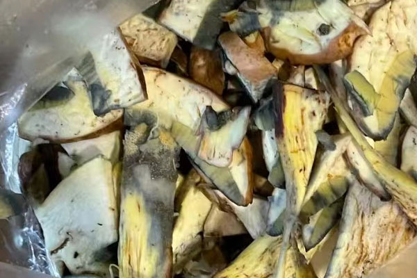 黑牛肝菌會變藍色嗎 黑牛肝菌會變藍色嗎