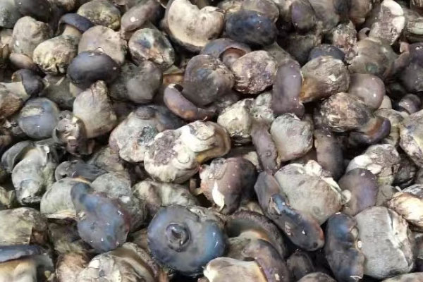 黑牛肝菌可以涮火鍋嗎，干牛肝菌可以直接煮火鍋嗎