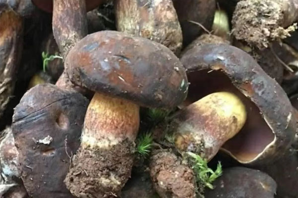 黑牛肝菌和什么一起煲湯好，黑牛肝菌可以煲粥嗎