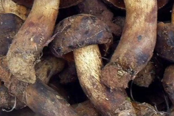 黑牛肝菌能煲粥嗎 黑牛肝菌能煲粥嗎