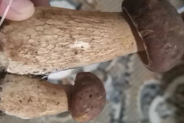 牛肝菌可以涼拌嗎，哪些牛肝菌可以用來(lái)涼拌