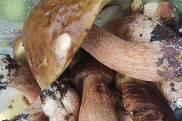 適合涼拌的牛肝菌品種 適合涼拌的牛肝菌品種