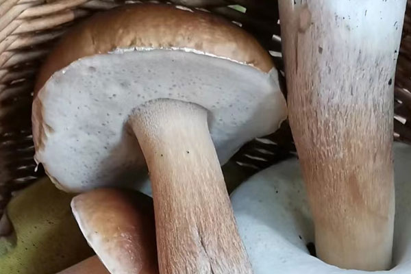 美味牛肝菌的營(yíng)養(yǎng)價(jià)值，黑牛肝菌和牛肝菌的區(qū)別