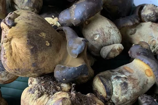 黑牛肝菌和牛肝菌有哪些區(qū)別 黑牛肝菌和牛肝菌有哪些區(qū)別