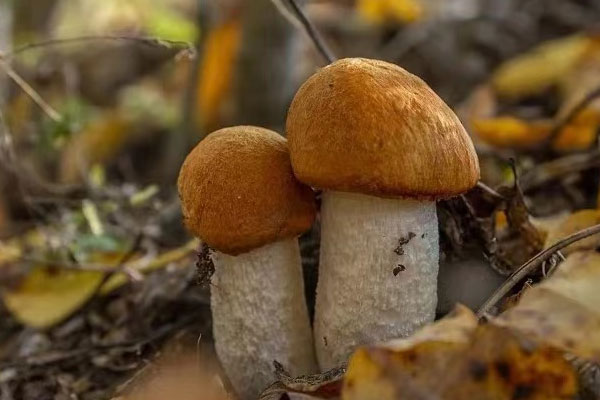 美味牛肝菌可以生吃嗎，牛肝菌為啥叫牛肝菌