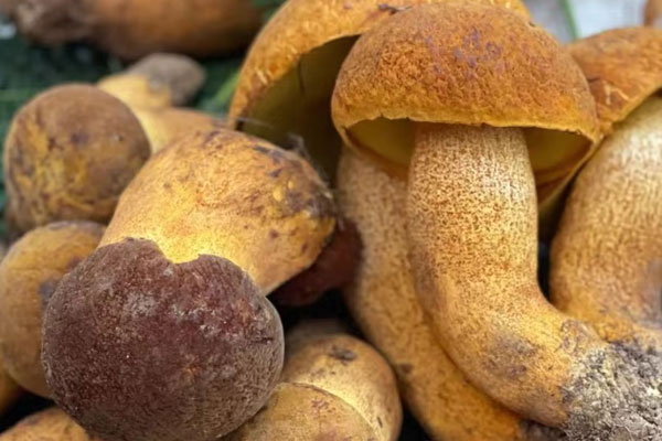 牛肝菌為什么叫牛肝菌 牛肝菌為什么叫牛肝菌