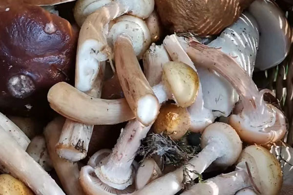 美味牛肝菌具有抗癌作用嗎 美味牛肝菌具有抗癌作用嗎