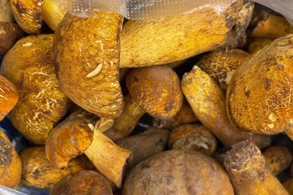 牛肝菌多糖的功效與作用，孕婦可以吃網(wǎng)上買的牛肝菌嗎