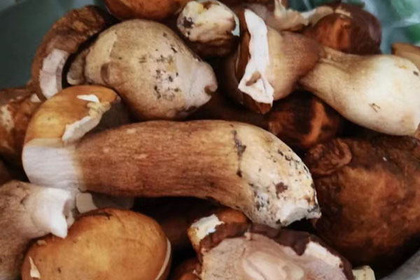 我國對(duì)牛肝菌最早的記載 我國對(duì)牛肝菌最早的記載