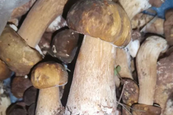 鮮牛肝菌蛋炒飯的功效作用 鮮牛肝菌蛋炒飯的功效作用