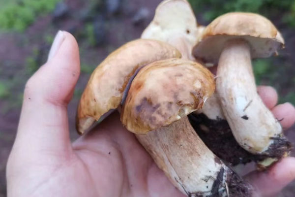 鮮牛肝菌蛋炒飯的禁忌人群 鮮牛肝菌蛋炒飯的禁忌人群