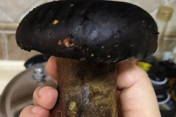 鮮牛肝菌炒意面的禁忌人群 鮮牛肝菌炒意面的禁忌人群