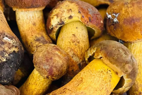 牛肝菌西葫蘆燜飯的食用禁忌 牛肝菌西葫蘆燜飯的食用禁忌