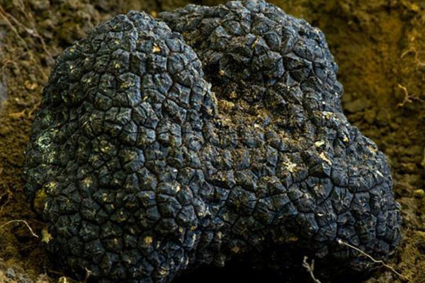 黑松露玉米蛋炒飯的禁忌人群