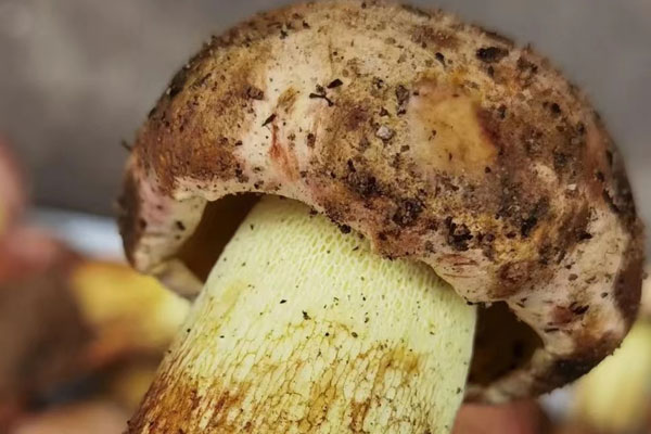 牛肝菌山藥粥的營養(yǎng)價值 牛肝菌山藥粥的營養(yǎng)價值