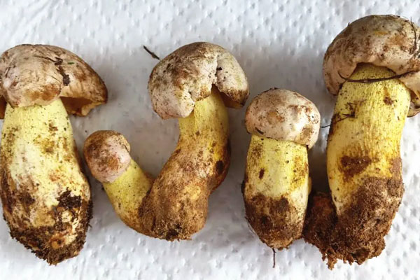 牛肝菌山藥粥的食用禁忌 牛肝菌山藥粥的食用禁忌