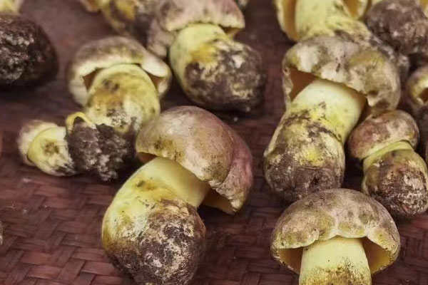 鮮牛肝菌素炒小白菜的功效作用 鮮牛肝菌素炒小白菜的功效作用