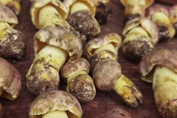 鮮牛肝菌素炒小白菜的食用禁忌 鮮牛肝菌素炒小白菜的食用禁忌