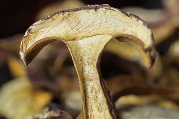 牛肝菌燜臘雞的食用禁忌 牛肝菌燜臘雞的食用禁忌