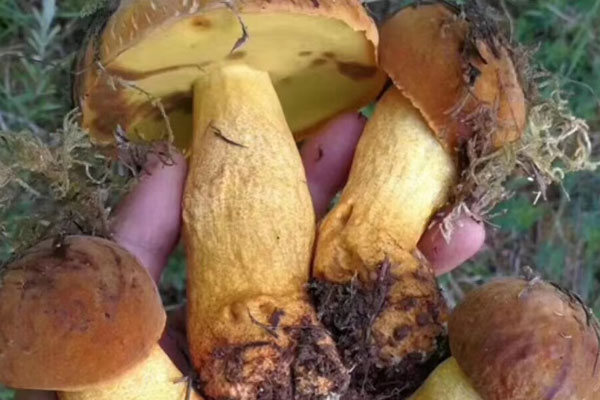 新鮮牛肝菌怎么洗才會(huì)干凈，炒的牛肝菌隔夜可以吃嗎