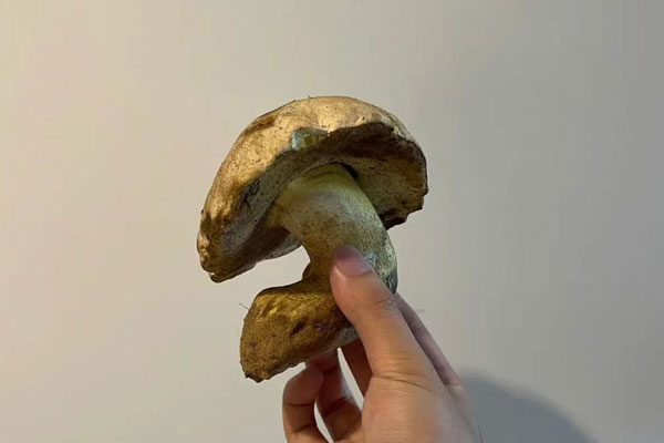 牛肝菌為什么會酸 牛肝菌為什么會酸