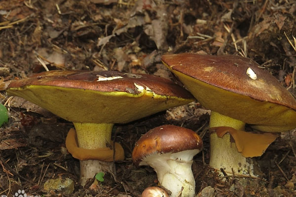 褐環(huán)乳牛肝菌的生長(zhǎng)環(huán)境 褐環(huán)乳牛肝菌的生長(zhǎng)環(huán)境