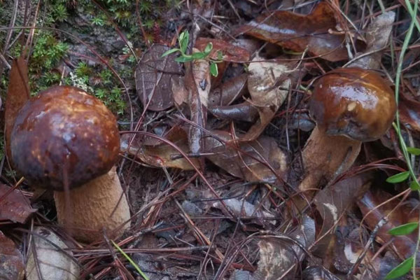 牛肝菌炒小香芹的食用禁忌 牛肝菌炒小香芹的食用禁忌