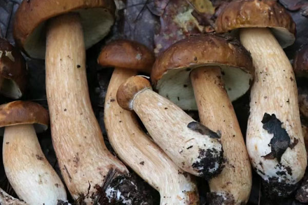 牛肝菌豬肝湯的營養(yǎng)價(jià)值 牛肝菌豬肝湯的營養(yǎng)價(jià)值