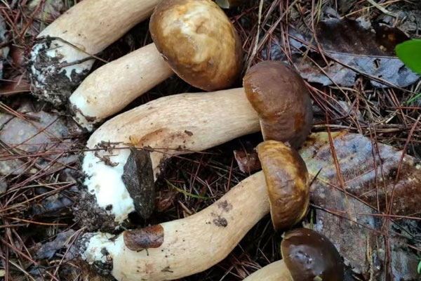 牛肝菌豬肝湯的禁忌人群 牛肝菌豬肝湯的禁忌人群