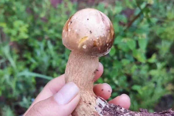 牛肝菌燒石斑魚的營養(yǎng)價值 牛肝菌燒石斑魚的營養(yǎng)價值