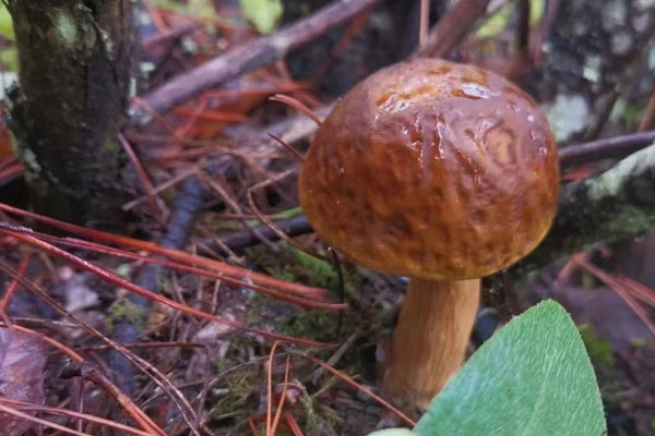 牛肝菌燒石斑魚的食用禁忌 牛肝菌燒石斑魚的食用禁忌