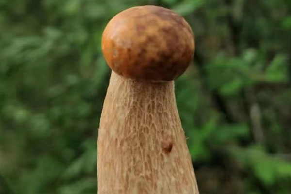 牛肝菌洋蔥燜飯的禁忌人群 牛肝菌洋蔥燜飯的禁忌人群