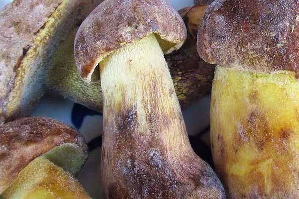 牛肝菌鹵五花肉雞蛋的功效作用 牛肝菌鹵五花肉雞蛋的功效作用