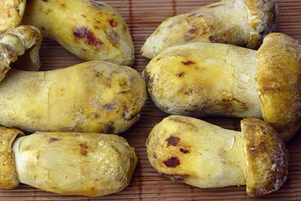 牛肝菌鹵五花肉雞蛋的禁忌人群 牛肝菌鹵五花肉雞蛋的禁忌人群