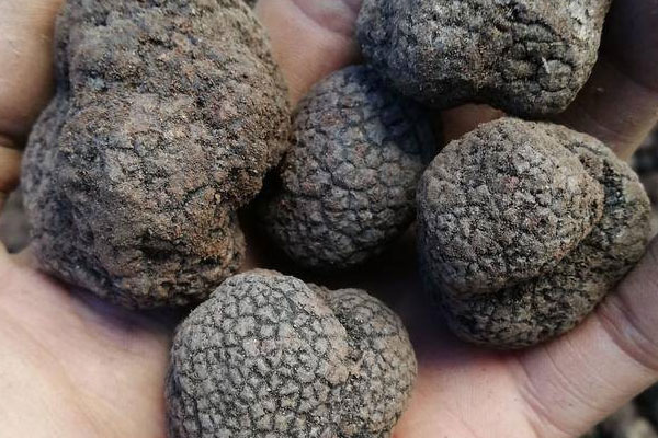 黑松露奶酪炒蛋的營養(yǎng)價值 黑松露奶酪炒蛋的營養(yǎng)價值