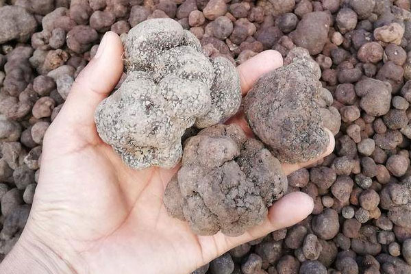 黑松露奶酪炒蛋的食用禁忌 黑松露奶酪炒蛋的食用禁忌