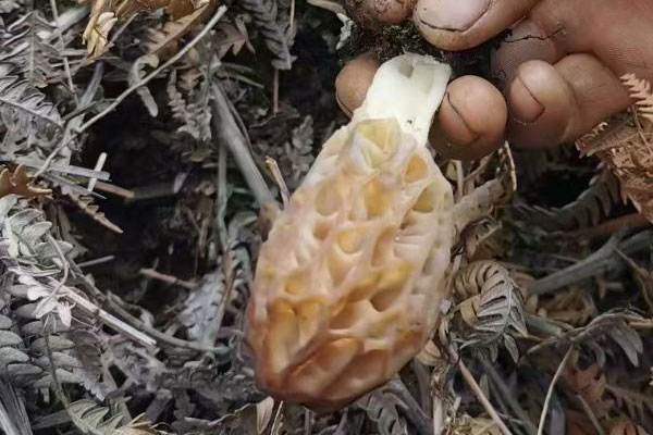 羊肚菌玉米筍扇骨湯的營養(yǎng)價值 羊肚菌玉米筍扇骨湯的營養(yǎng)價值