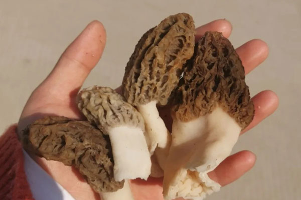 羊肚菌玉米筍扇骨湯的食用禁忌 羊肚菌玉米筍扇骨湯的食用禁忌