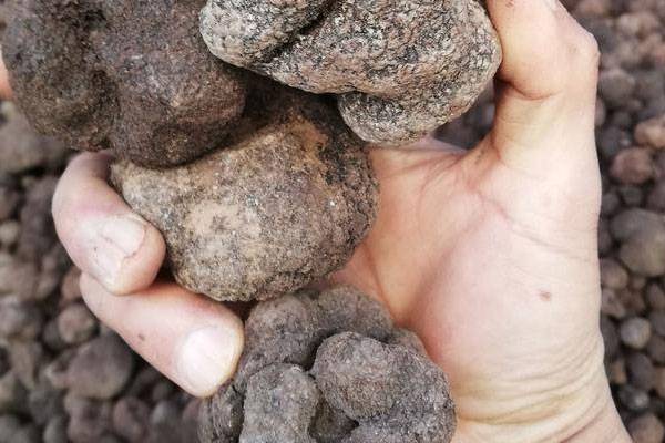 黑松露蘆筍燴飯的營養(yǎng)價值 黑松露蘆筍燴飯的營養(yǎng)價值