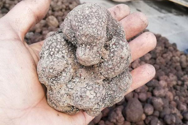 黑松露蘆筍燴飯的食用禁忌 黑松露蘆筍燴飯的食用禁忌