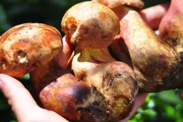 鮮牛肝菌板栗燜飯的食用禁忌 鮮牛肝菌板栗燜飯的食用禁忌